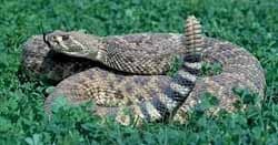 Austin Vet Rattlesnake Vaccine