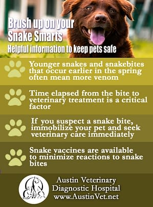 Articles Austin Veterinary Diagnostic Hospital